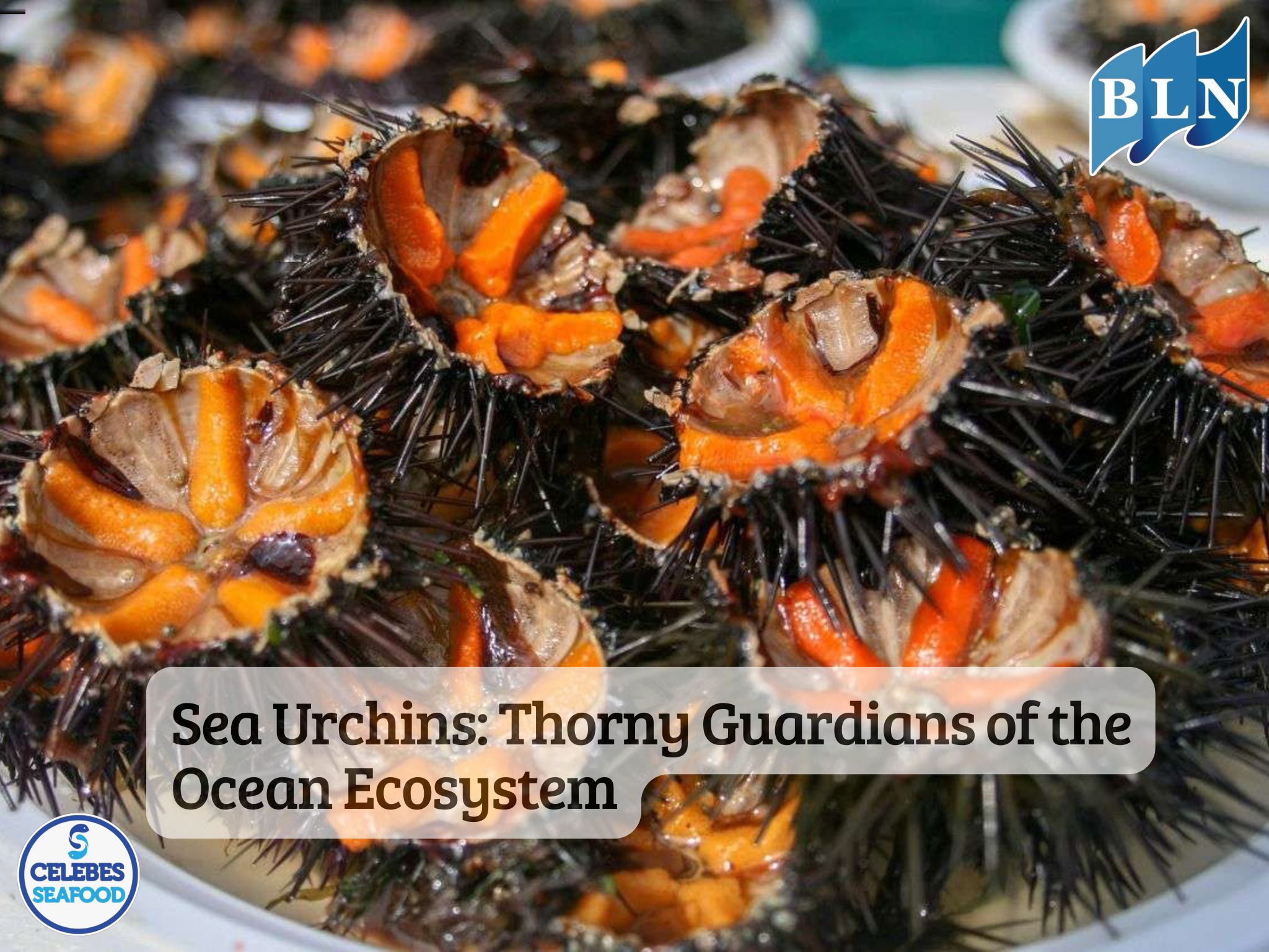 Sea Urchins: Thorny Guardians of the Ocean Ecosystem